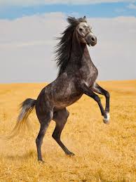 horsi